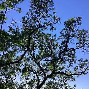 https://the-seashore-waikiki-studio.hotelsinhawaii.org